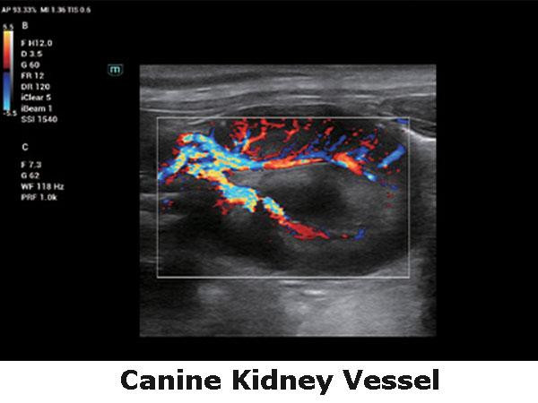 Ехографски образ бъбречен съд при куче