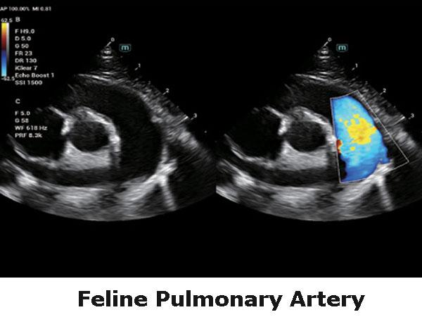 Ехографски образ пулмонарна артерия при котка