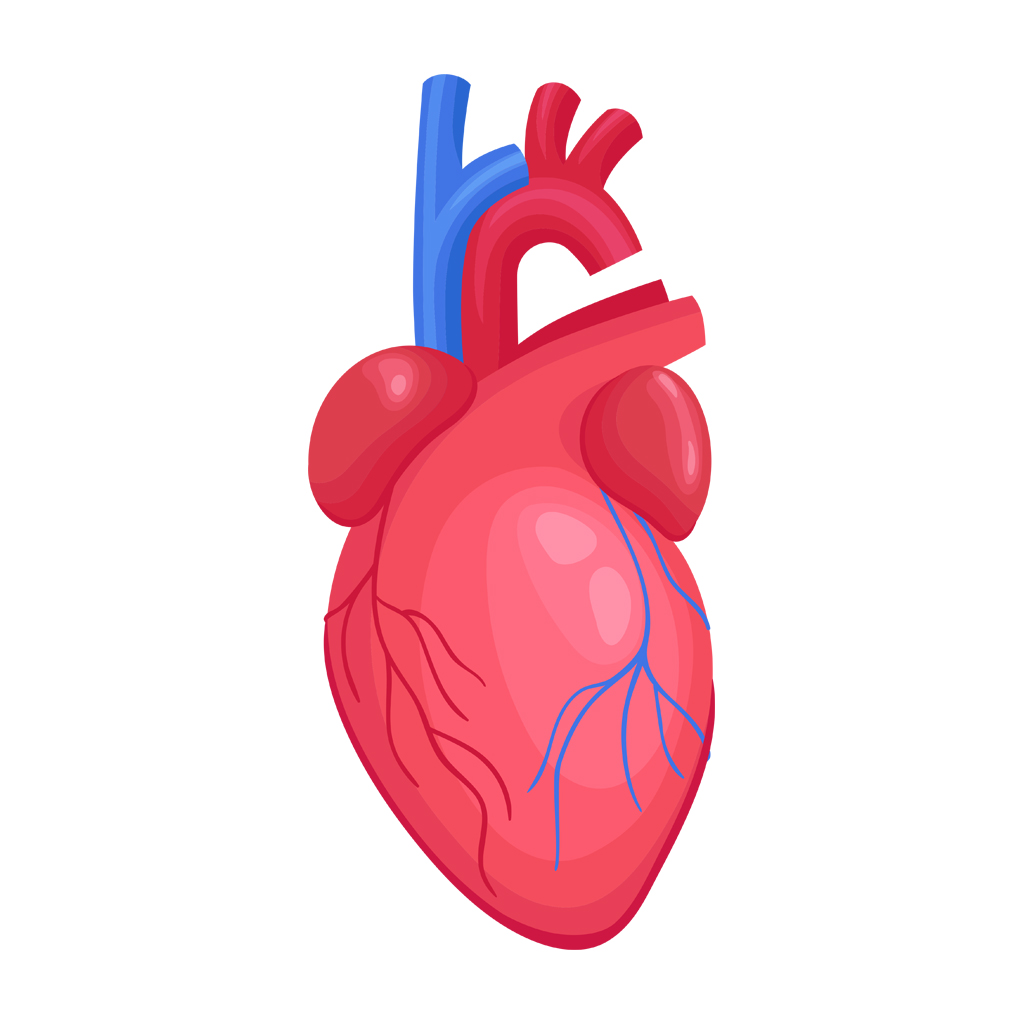 Cardiac package - Софтуер за ехограф Mindray